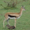 Antelope BAby